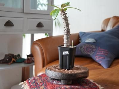 <img class='new_mark_img1' src='https://img.shop-pro.jp/img/new/icons14.gif' style='border:none;display:inline;margin:0px;padding:0px;width:auto;' />Pachypodium baronii  ѥݥǥ Хˡ  Y250144