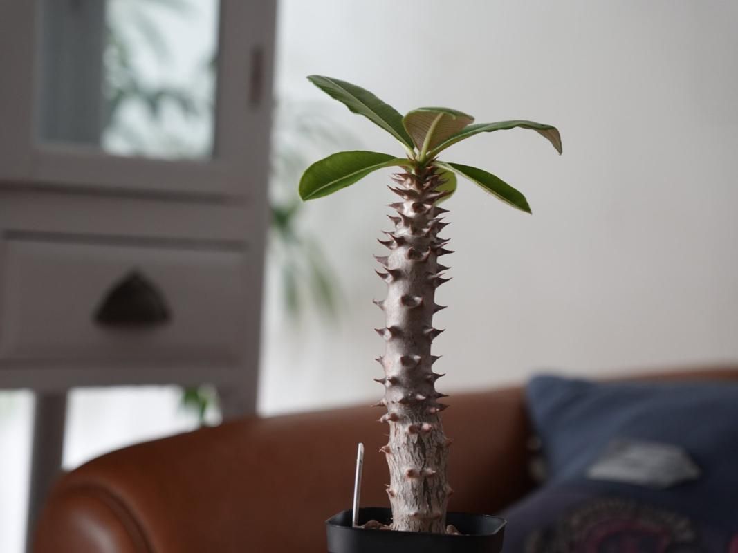 パキポデュウム　バロニー Pachypodium baronii ー パキポディウム バロニー ーY250150