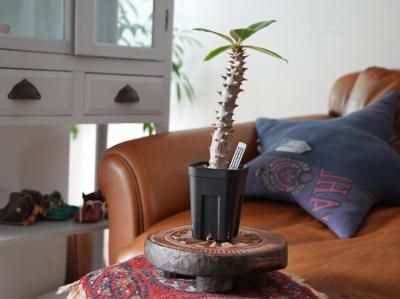 <img class='new_mark_img1' src='https://img.shop-pro.jp/img/new/icons14.gif' style='border:none;display:inline;margin:0px;padding:0px;width:auto;' />Pachypodium baronii  ѥݥǥ Хˡ  Y250150