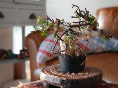 <img class='new_mark_img1' src='https://img.shop-pro.jp/img/new/icons14.gif' style='border:none;display:inline;margin:0px;padding:0px;width:auto;' />Commiphora kataf ߥե顦աSomaliaˡY250198