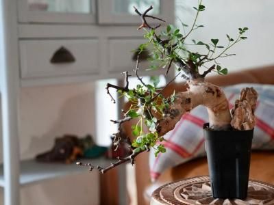<img class='new_mark_img1' src='https://img.shop-pro.jp/img/new/icons14.gif' style='border:none;display:inline;margin:0px;padding:0px;width:auto;' />Commiphora kataf ߥե顦աSomaliaˡY250186