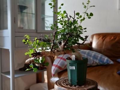 <img class='new_mark_img1' src='https://img.shop-pro.jp/img/new/icons14.gif' style='border:none;display:inline;margin:0px;padding:0px;width:auto;' />Commiphora kataf ߥե顦աSomaliaˡY250197