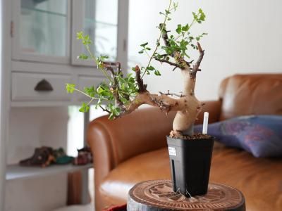 caudex（コーデックス） - bio plants（ビオプランツ）