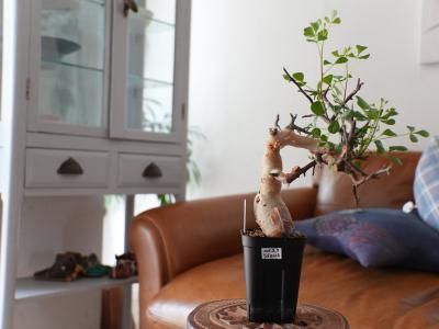 <img class='new_mark_img1' src='https://img.shop-pro.jp/img/new/icons14.gif' style='border:none;display:inline;margin:0px;padding:0px;width:auto;' />Commiphora kataf ߥե顦աSomaliaˡY250226