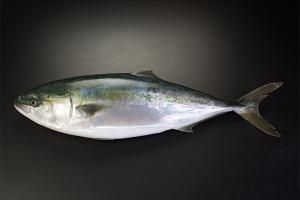 長崎県五島産養殖ヒラマサラウンド 五島産ブリ ヒラマサ マグロ通販 橋口水産ネットショップ 長崎県五島産養殖ヒラマサラウンド 五島産ブリ ヒラマサ マグロ通販 橋口水産ネットショップ