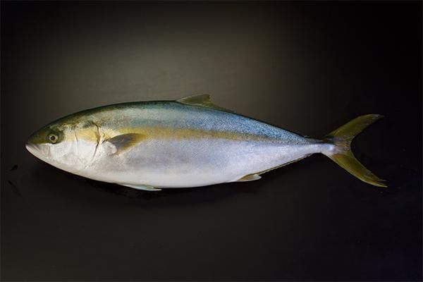 長崎県五島産養殖ヒラマサラウンド 五島産ブリ ヒラマサ マグロ通販 橋口水産ネットショップ