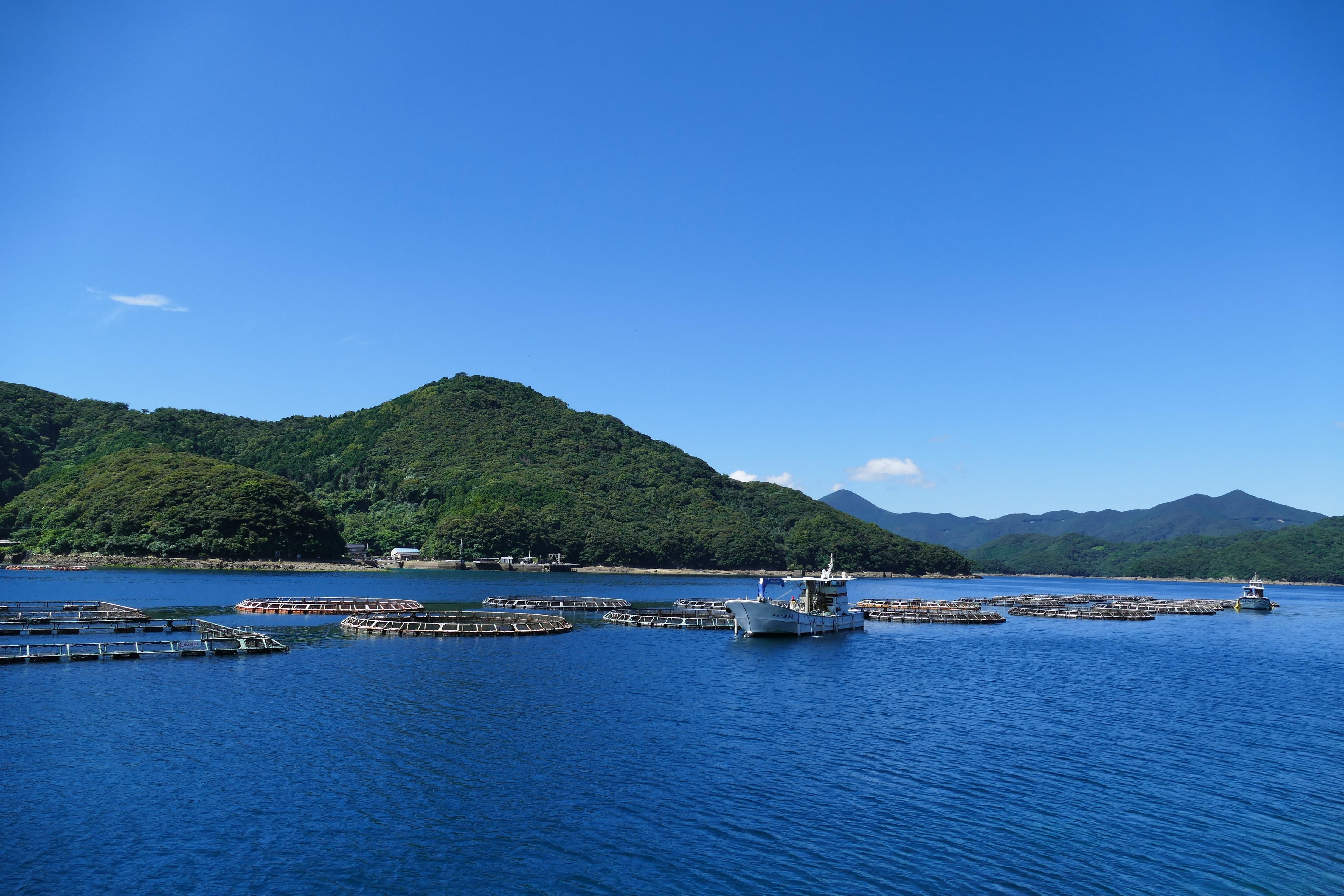 養殖ブリ ヒラマサ マグロ お取り寄せ 通販 長崎五島 橋口水産ネットショップ 養殖ブリ ヒラマサ マグロ お取り寄せ 通販 長崎五島 橋口水産ネットショップ