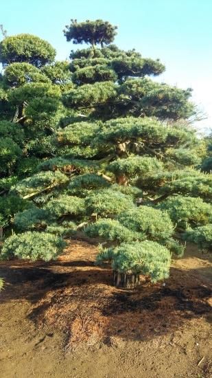 松 (赤松・黒松・五葉松・黄金松)販売 ~植木Market~ 松 (赤松・黒松・五葉松・黄金松)販売 ~植木Market~