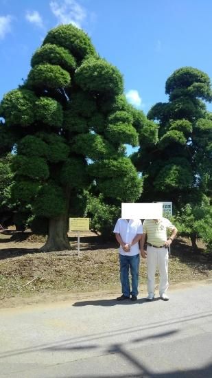 槇（イヌマキ・羅漢マキ）の植木 販売 ～植木Market～