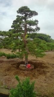 松 （赤松・黒松・五葉松・黄金松）販売 ～植木Market～