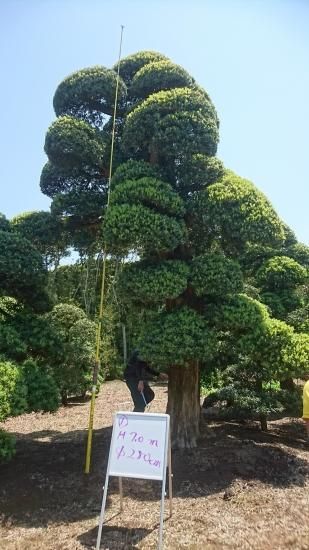 槇（イヌマキ・羅漢マキ）の植木 販売 ～植木Market～