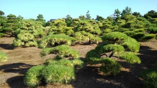 松 （赤松・黒松・五葉松・黄金松）販売 ～植木Market～