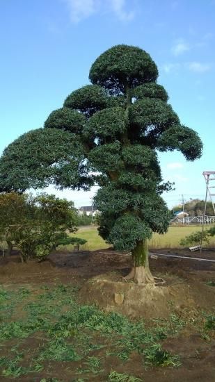 槇（イヌマキ・羅漢マキ）の植木 販売 ～植木Market～