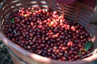 <img class='new_mark_img1' src='https://img.shop-pro.jp/img/new/icons15.gif' style='border:none;display:inline;margin:0px;padding:0px;width:auto;' />ڥƥޥबؤޤۥƥޥ ƥ϶ 󥿥꡼ڥ֥ܥ100% 200gҥƥ/濼