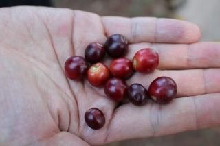 <img class='new_mark_img1' src='https://img.shop-pro.jp/img/new/icons15.gif' style='border:none;display:inline;margin:0px;padding:0px;width:auto;' />ڥƥޥबؤޤۥƥޥ ƥ϶ 󥿥꡼ڥ֥ܥ100% 200gҥꥢ/˿