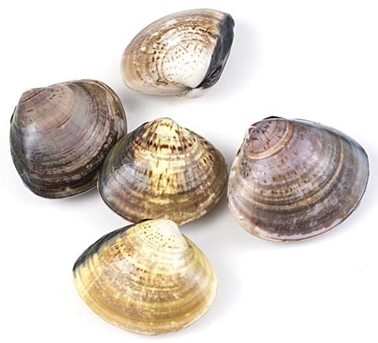 砂抜き養殖ハマグリ 大口水産 オンラインショップ 砂抜き養殖ハマグリ 大口水産 オンラインショップ