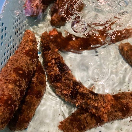 新春セール 赤なまこ 丸 1kg 送料無料 佐田岬の鬼 公式ネットショップ 朝日共販株式会社 新春セール 赤なまこ 丸 1kg 送料無料 佐田岬の鬼 公式ネットショップ 朝日共販株式会社