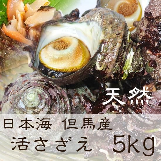 佐渡産活サザエ5キロ‼️ 活さざえ 5kg 45個前後 山陰日本海のきれいな水で育った 天然