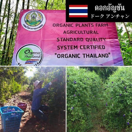 バタフライピー フラワー／ドーク アンチャン 30g