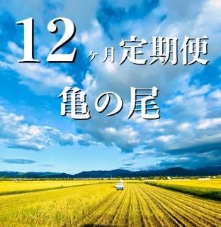<img class='new_mark_img1' src='https://img.shop-pro.jp/img/new/icons14.gif' style='border:none;display:inline;margin:0px;padding:0px;width:auto;' />★予約再開★　令和六年産 自然栽培亀の尾 12ヶ月定期便♪