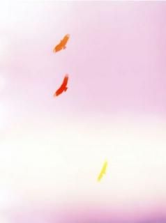 Mark Borthwick: Poster 02 / all the best birds feel her, 2014 ݥ
