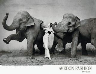 リチャード・アヴェドン ポスター ドヴィマと象 Richard Avedon