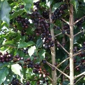 トミオ・フクダ 樹上完熟 | コーヒー豆 - 天野屋珈琲│珈琲通販