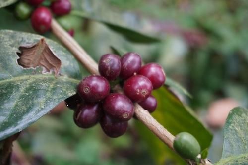 Coffee大図鑑 種の伝播から、栽培、流通、テロワール、品評会まで