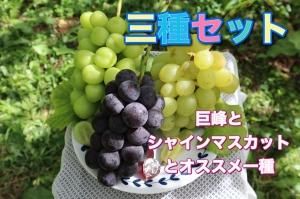 <img class='new_mark_img1' src='https://img.shop-pro.jp/img/new/icons26.gif' style='border:none;display:inline;margin:0px;padding:0px;width:auto;' /> ȥ㥤ޥåȤȥ֤ɤΣ糧åȡkgʣ˼£ B18