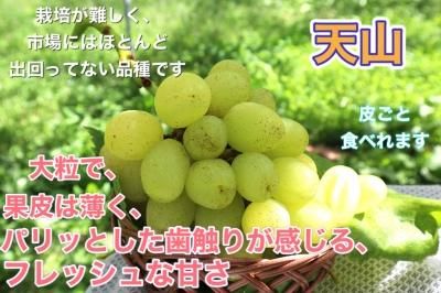 ぴよん　シャインと天山　家庭用　合計５キロ　章わんぱく農園 ぴよん様専用 シャインと天山 家庭用 合計5キロ 章わんぱく農園