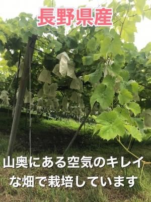 天山とシャインマスカット　４キロ　章わんぱく農園 天山と黄金のシャインマスカット 4キロ 家庭用 - 章わんぱく農園