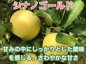 シナノゴールド 家庭用 約15キロ R28<img class='new_mark_img2' src='https://img.shop-pro.jp/img/new/icons61.gif' style='border:none;display:inline;margin:0px;padding:0px;width:auto;' />