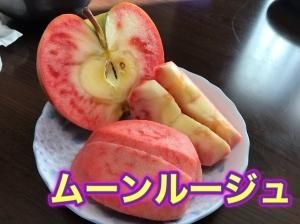 <img class='new_mark_img1' src='https://img.shop-pro.jp/img/new/icons50.gif' style='border:none;display:inline;margin:0px;padding:0px;width:auto;' />ࡼ롼塡زѡ١ϡλޤ