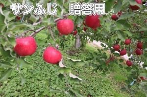 <img class='new_mark_img1' src='https://img.shop-pro.jp/img/new/icons13.gif' style='border:none;display:inline;margin:0px;padding:0px;width:auto;' />դM15£ѡˡR12