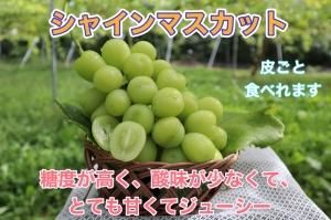 特選 贈答用 - 章わんぱく農園