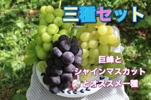 天山（てんざん）　家庭用　３キロ　長野県産　減農薬　章わんぱく農園 章わんぱく農園