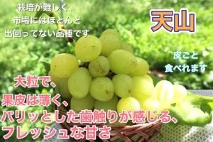 サンケイ　シャインと天山　家庭用　合計14キロ　章わんぱく農園 天山と黄色いシャインマスカット 4キロ 家庭用 - 章わんぱく農園