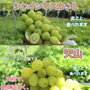 <img class='new_mark_img1' src='https://img.shop-pro.jp/img/new/icons2.gif' style='border:none;display:inline;margin:0px;padding:0px;width:auto;' />㥤ޥåȤŷkgʣ˼£ѡ