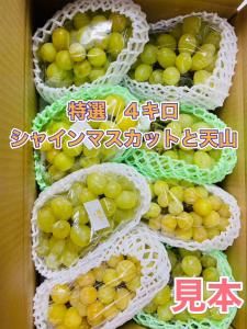 ぴよん　シャインと天山　家庭用　合計５キロ　章わんぱく農園 ぴよん様専用 シャインと天山 家庭用 合計5キロ 章わんぱく農園
