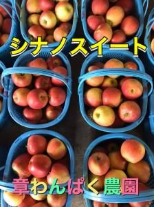 <img class='new_mark_img1' src='https://img.shop-pro.jp/img/new/icons25.gif' style='border:none;display:inline;margin:0px;padding:0px;width:auto;' />ʥΥȡ51318£