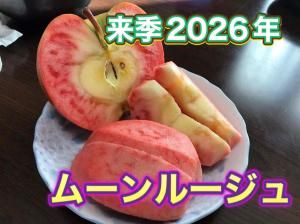赨2026ǯࡼ롼塡ѡ3ʹ洬R85<img class='new_mark_img2' src='https://img.shop-pro.jp/img/new/icons9.gif' style='border:none;display:inline;margin:0px;padding:0px;width:auto;' />