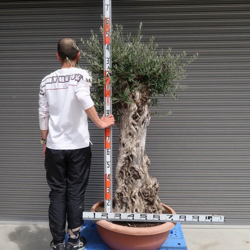 シンボルツリーには樹齢100年越えサイズのオリーブの古木