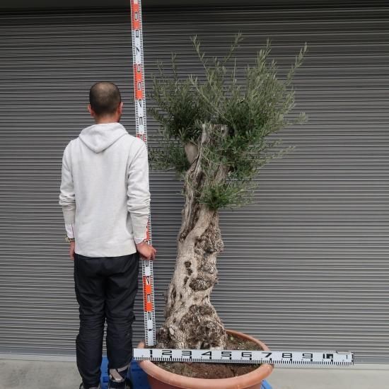 古木オリーブ　鉢植えサイズ Old Olive 古木オリーブ［No.26］× 12号皿鉢 (φ36cm) | Botani