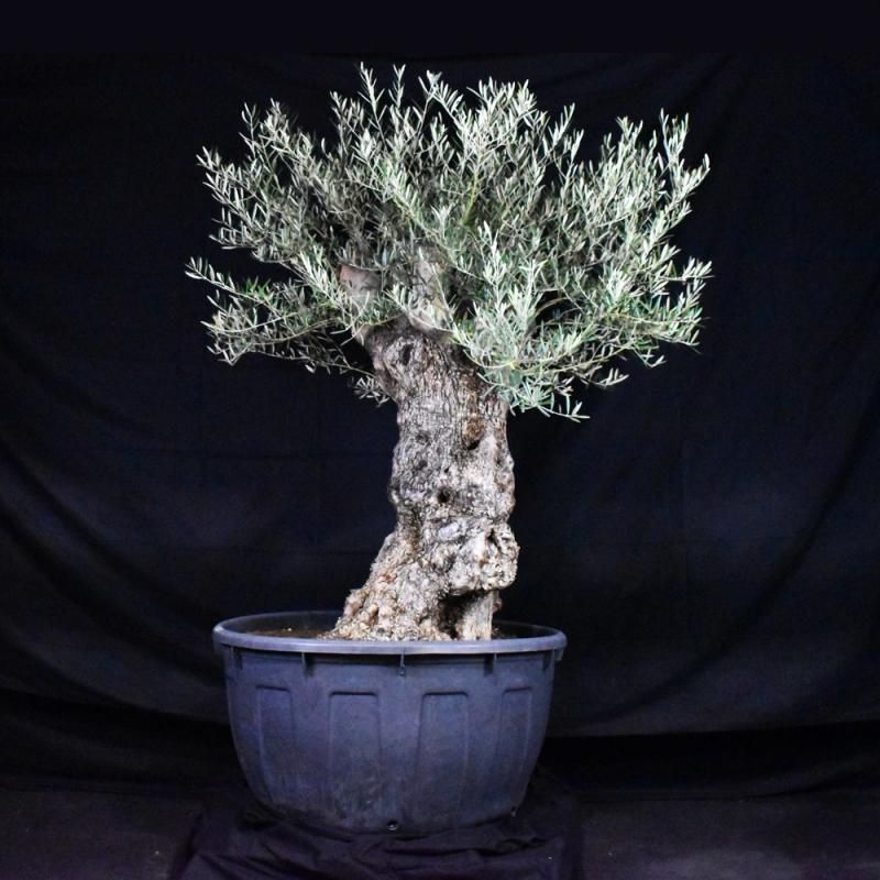 樹齢300年超えのオリーブ古木一覧 Haikarafarm