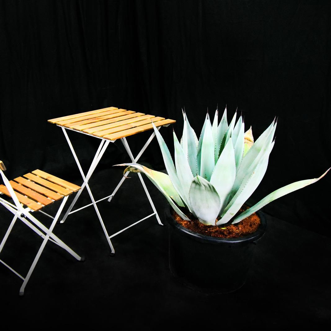 アガベ　フランゾシニー　70センチ❗ アガベ フランゾシニー 70センチ❗ 大型 多肉植物 アガベ