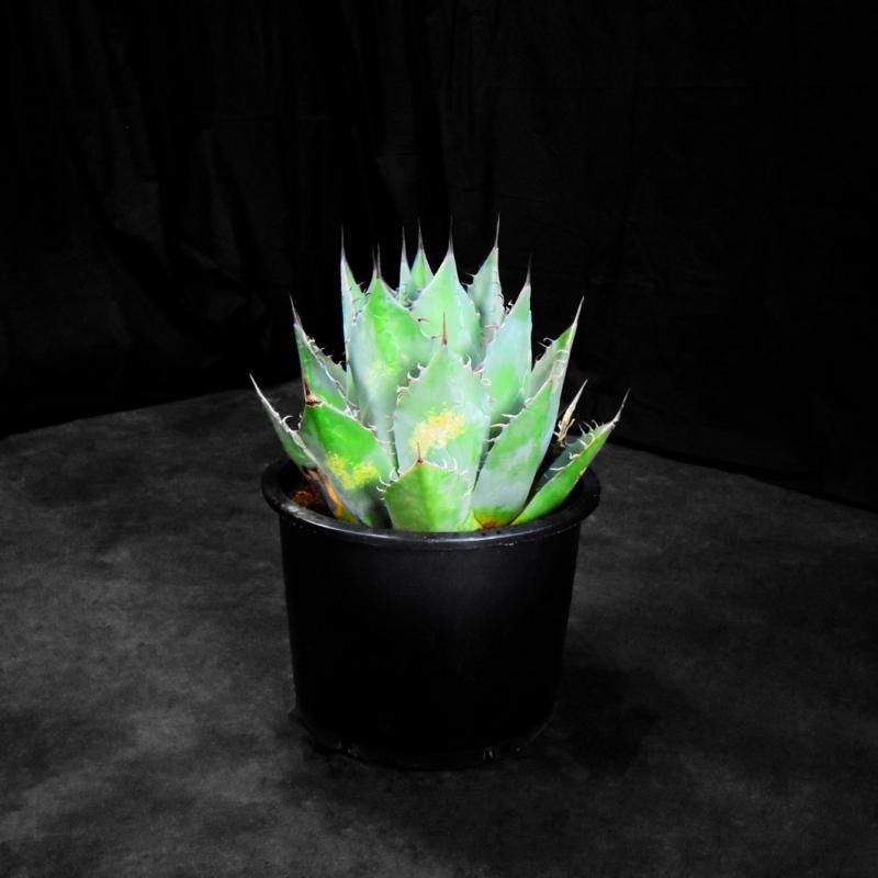 アガベ パリー(AGAVE PARRYI)を販売中 - 通販で購入するなら アガベ パリー(AGAVE PARRYI)を販売中 - 通販で購入するなら