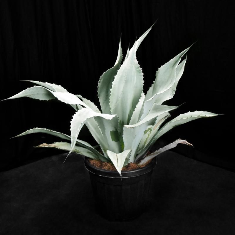 アガベ ウィンテリアーナ（AGAVE WINTERIANA）を販売中 - 通販で購入 ...