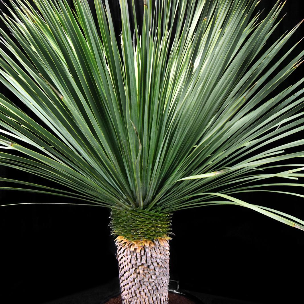 ユッカロストラータ大サイズ一覧 - 【HAIKARAFARM】