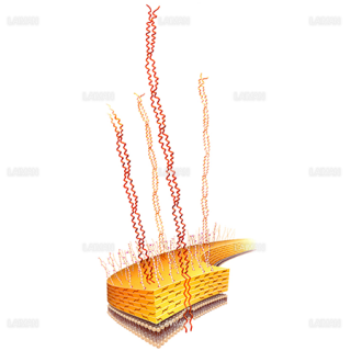らせん構造（レンサ球菌Mタンパク質）（Sサイズ）