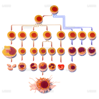 造血幹細胞の分化（Sサイズ）